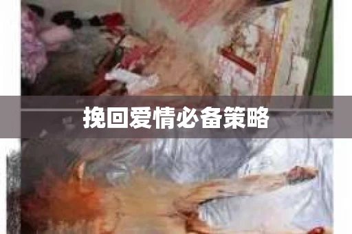挽回爱情必备策略